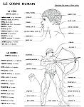 Schema - le corps humain - (complete).jpg